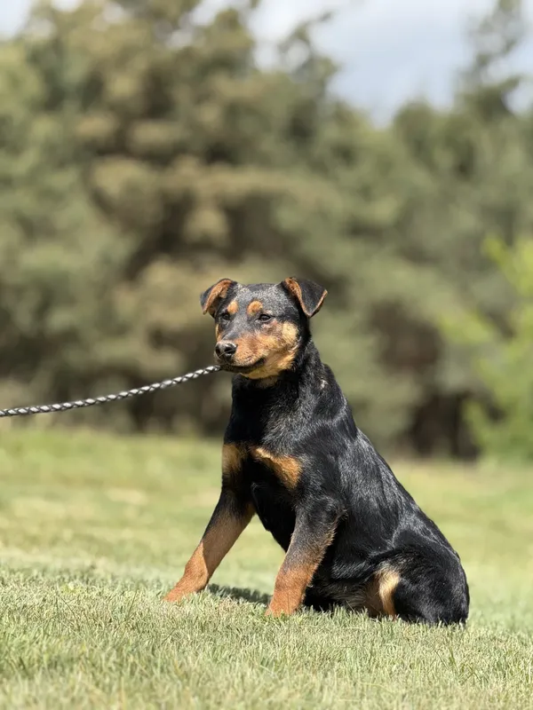 Pies do adopcji, Pieczyska, 15 maja 2025 (2/4)