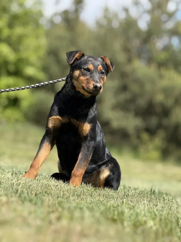 Pies do adopcji, Pieczyska, 15 maja 2025 (3/4)