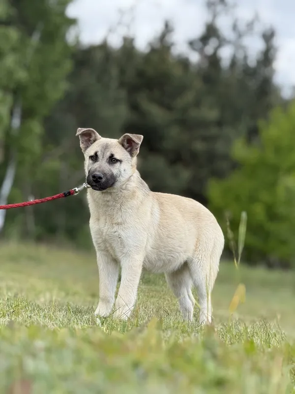 Pies do adopcji, Pieczyska, 15 maja 2025 (2/5)