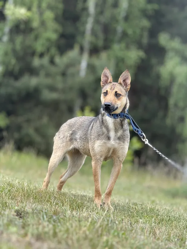 Pies do adopcji, Pieczyska, 15 maja 2025 (2/5)