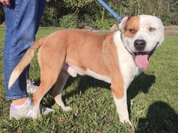 Pies do adopcji, Tatary, 25 lipca 2024 (3/4)