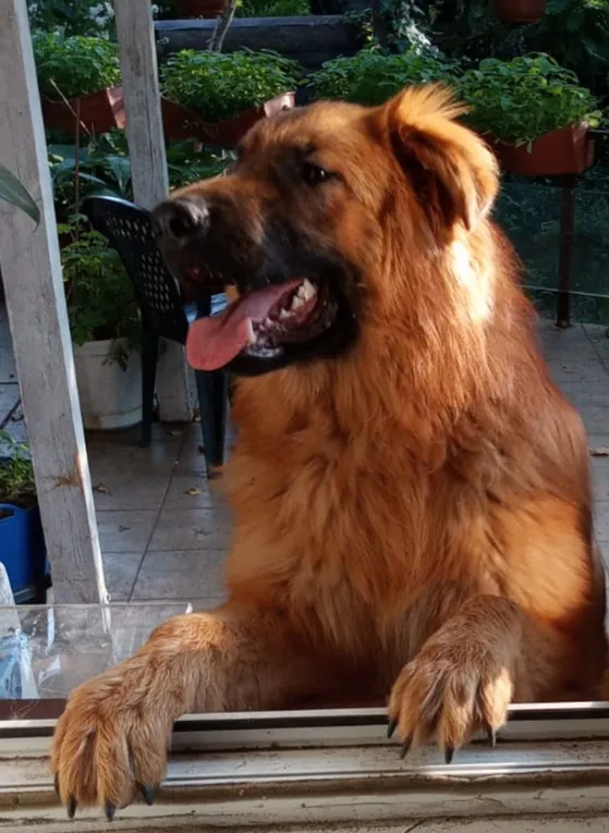 Zaginął pies, Łódź, 16 maja 2025