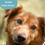 Pies do adopcji