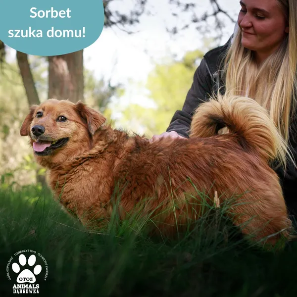 Pies do adopcji, Dąbrówka, 16 maja 2025 (4/4)