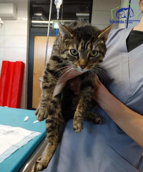 Znaleziono kota, Szczecin, 16 maja 2025 (2/2)