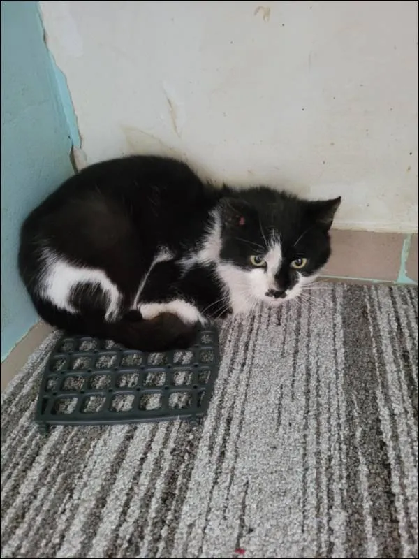 Znaleziono kota, Grudziądz, 16 maja 2025