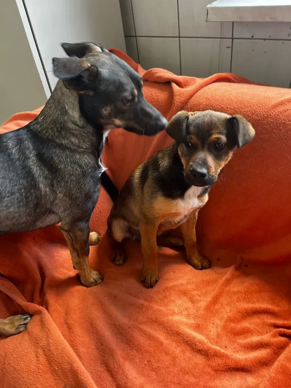 Pies do adopcji, Orzechowce, 15 maja 2025 (4/5)