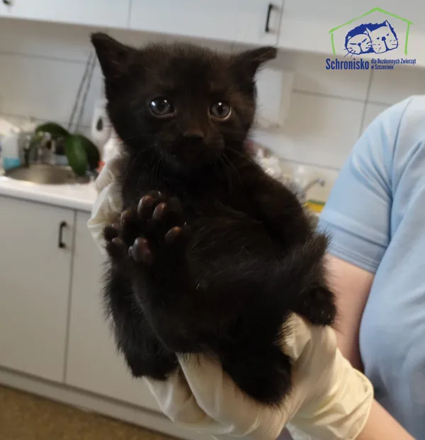 Kot do adopcji, Szczecin, 16 maja 2025