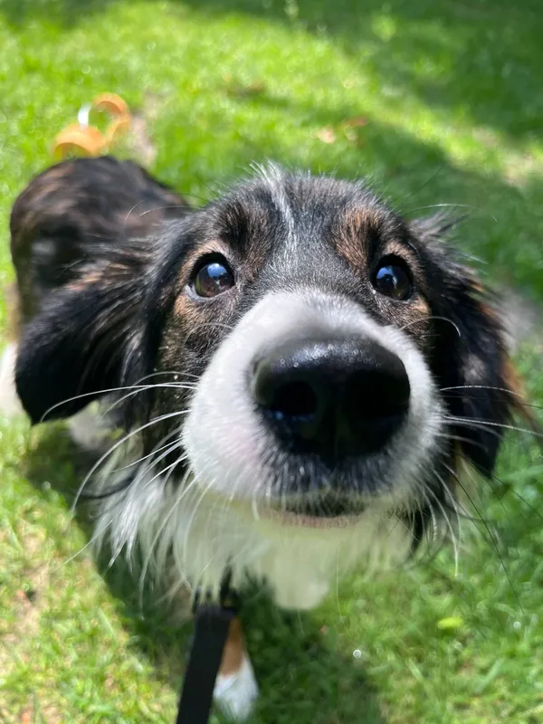 Pies do adopcji, Włocławek, 16 maja 2025 (2/5)