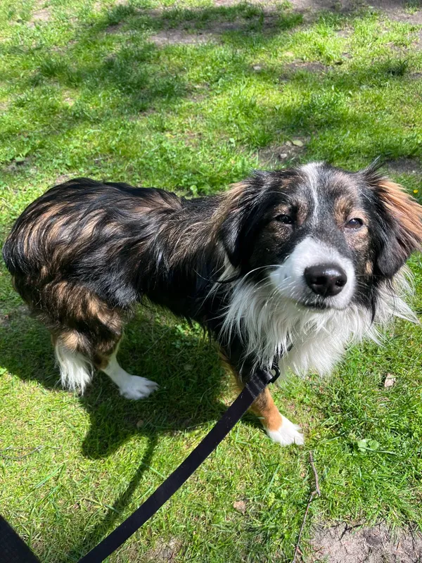 Pies do adopcji, Włocławek, 16 maja 2025 (3/5)