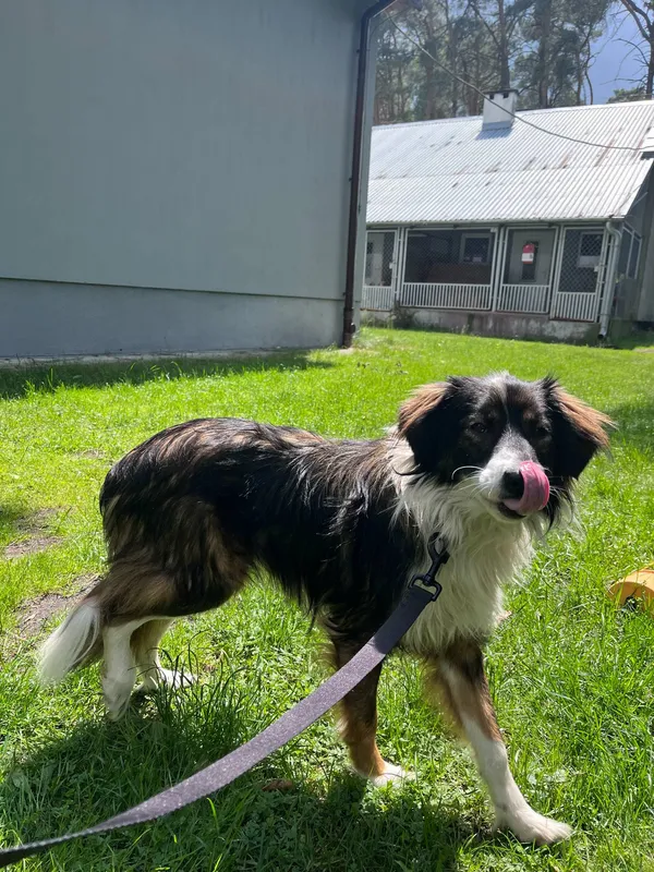 Pies do adopcji, Włocławek, 16 maja 2025 (4/5)