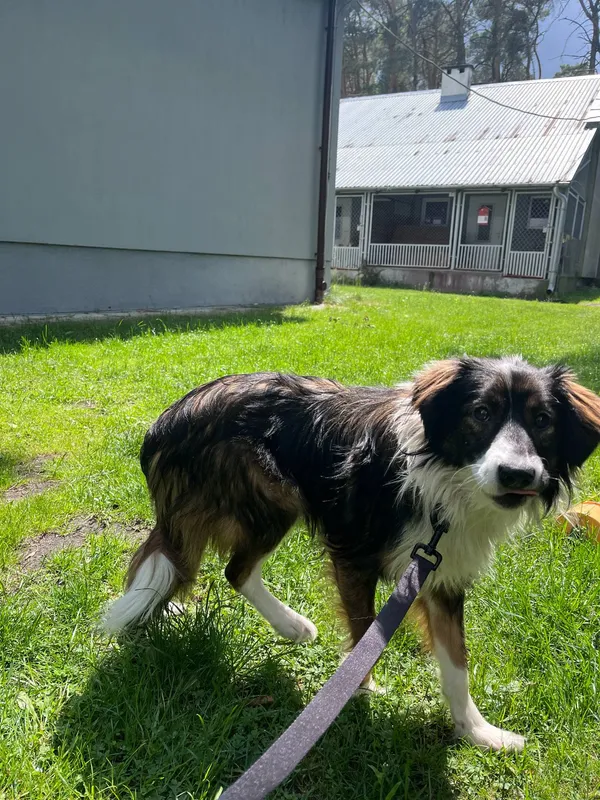 Pies do adopcji, Włocławek, 16 maja 2025 (5/5)