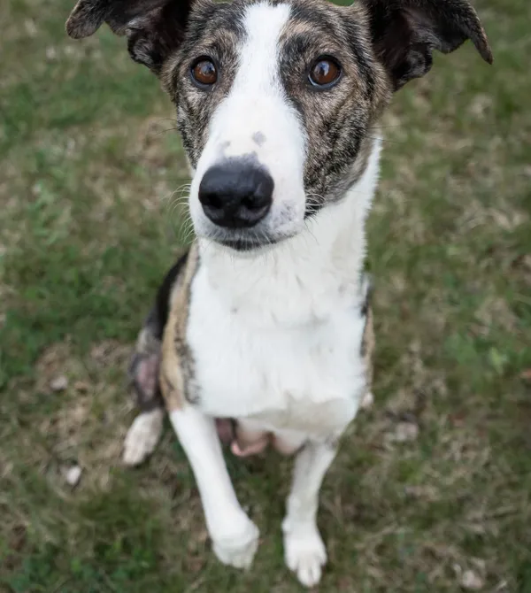 Pies do adopcji, Konin, 14 marca 2025 (1/4)