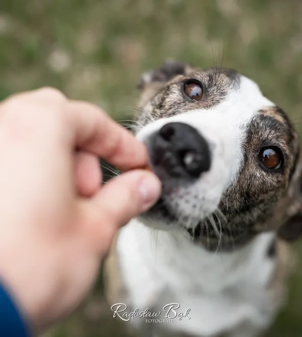 Pies do adopcji, Konin, 14 marca 2025 (2/4)