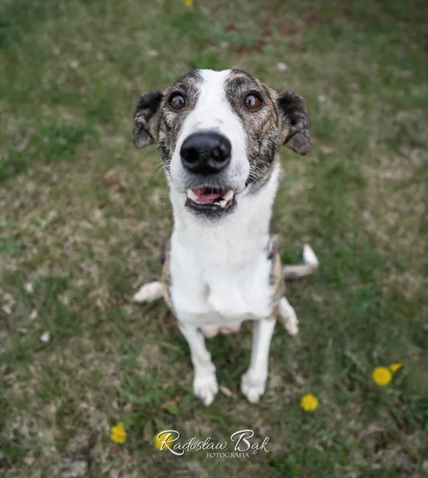 Pies do adopcji, Konin, 14 marca 2025 (3/4)
