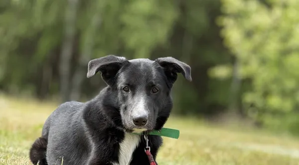 Pies do adopcji, Pieczyska, 16 maja 2025 (1/4)