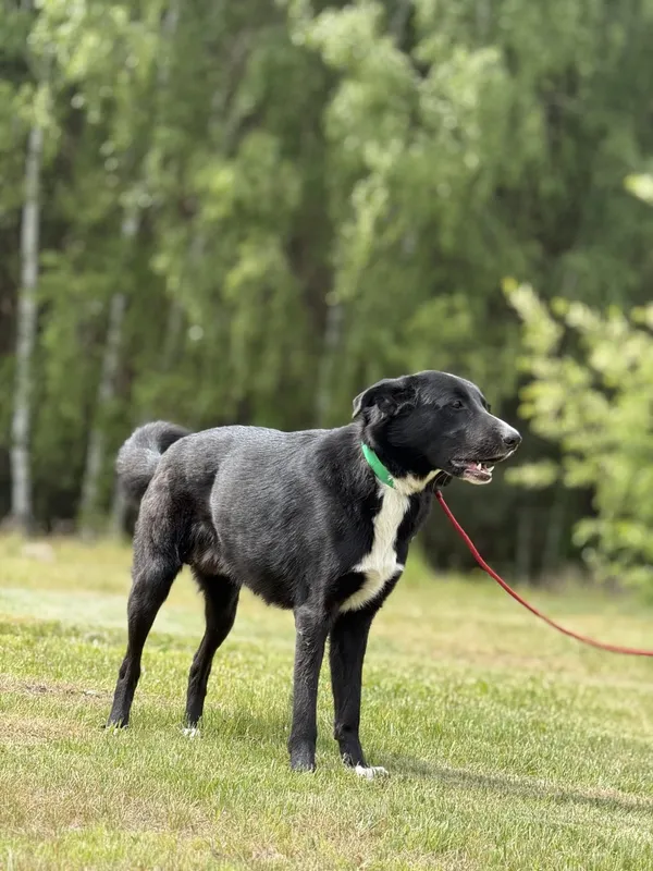 Pies do adopcji, Pieczyska, 16 maja 2025 (4/4)