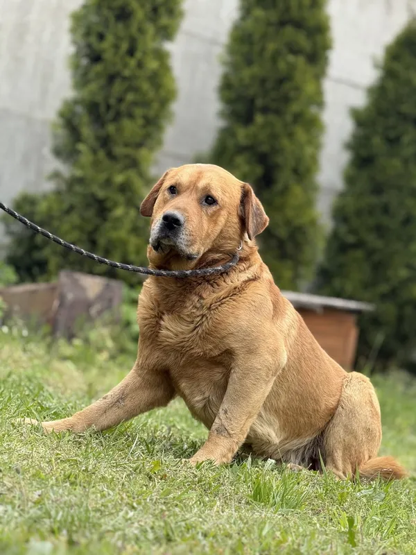 Pies do adopcji, Pieczyska, 16 maja 2025 (4/5)