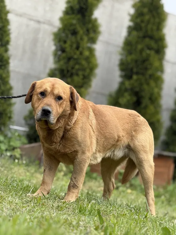 Pies do adopcji, Pieczyska, 16 maja 2025 (5/5)