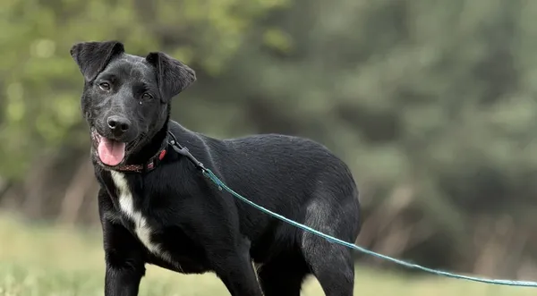 Pies do adopcji, Pieczyska, 16 maja 2025 (1/5)