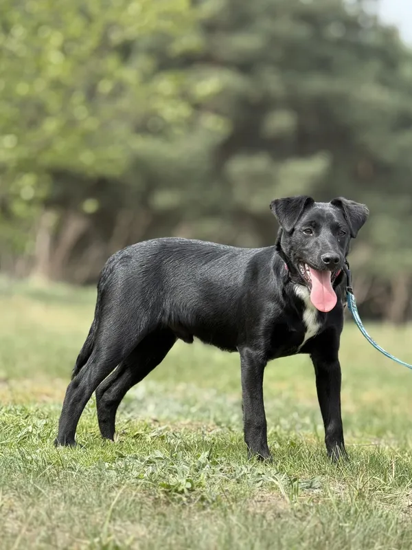 Pies do adopcji, Pieczyska, 16 maja 2025 (2/5)