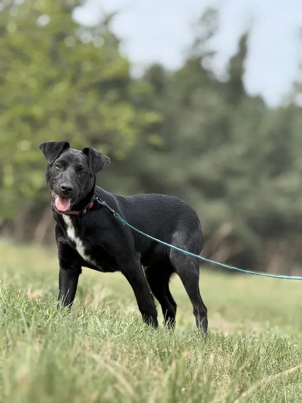 Pies do adopcji, Pieczyska, 16 maja 2025 (5/5)