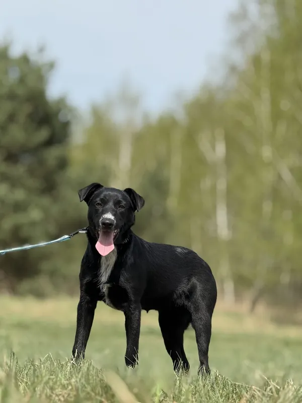 Pies do adopcji, Pieczyska, 16 maja 2025 (3/4)