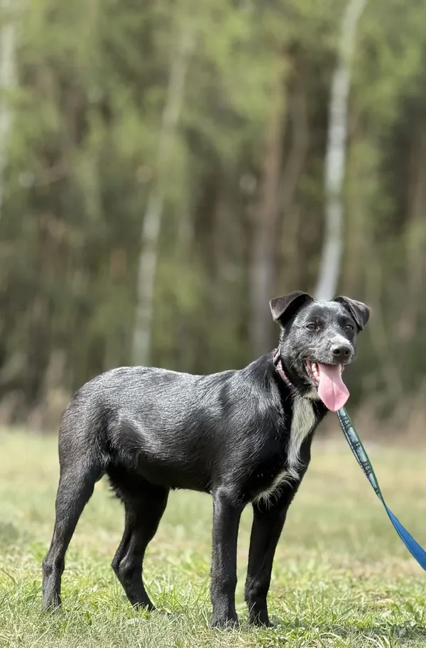 Pies do adopcji, Pieczyska, 16 maja 2025 (4/4)