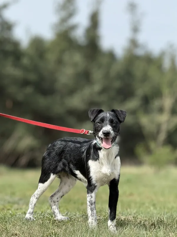 Pies do adopcji, Pieczyska, 16 maja 2025 (3/5)