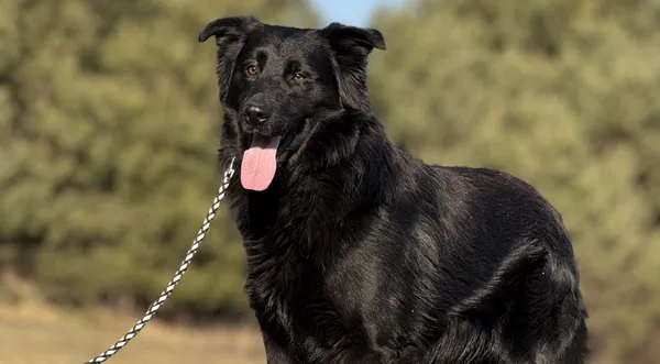 Pies do adopcji, Pieczyska, 16 maja 2025 (1/5)