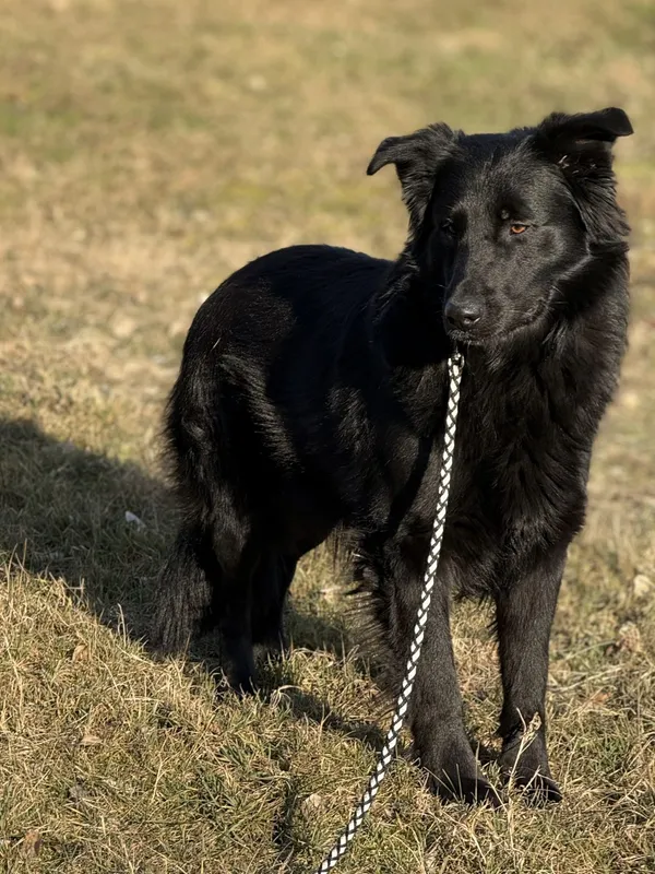 Pies do adopcji, Pieczyska, 16 maja 2025 (2/5)