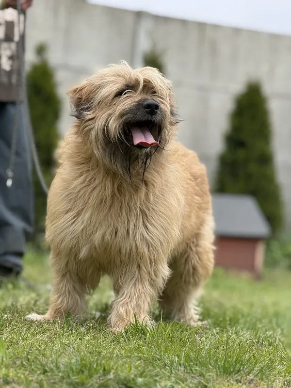 Pies do adopcji, Pieczyska, 16 maja 2025 (3/5)