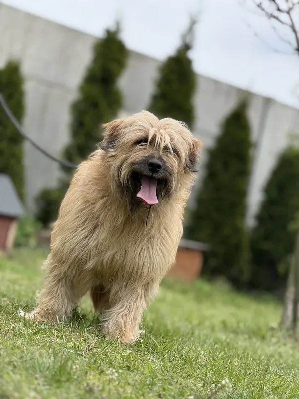 Pies do adopcji, Pieczyska, 16 maja 2025 (4/5)