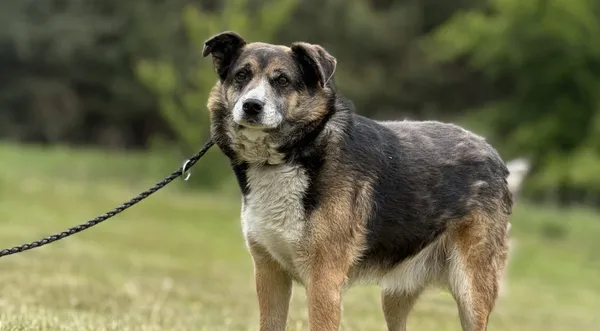 Pies do adopcji, Pieczyska, 16 maja 2025 (1/5)