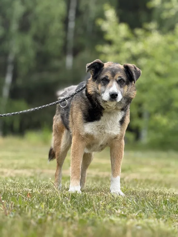 Pies do adopcji, Pieczyska, 16 maja 2025 (4/5)