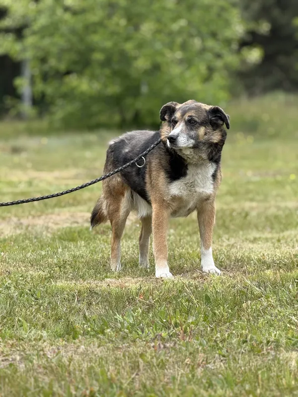 Pies do adopcji, Pieczyska, 16 maja 2025 (5/5)