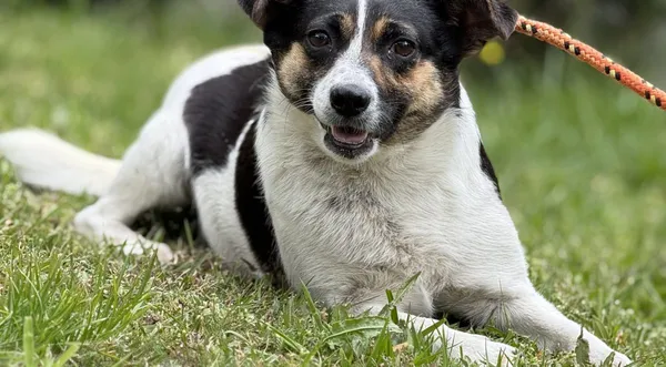 Pies do adopcji, Pieczyska, 16 maja 2025 (1/4)