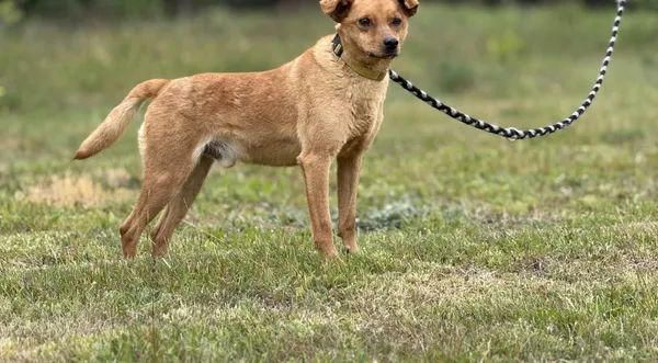 Pies do adopcji, Pieczyska, 16 maja 2025 (1/5)