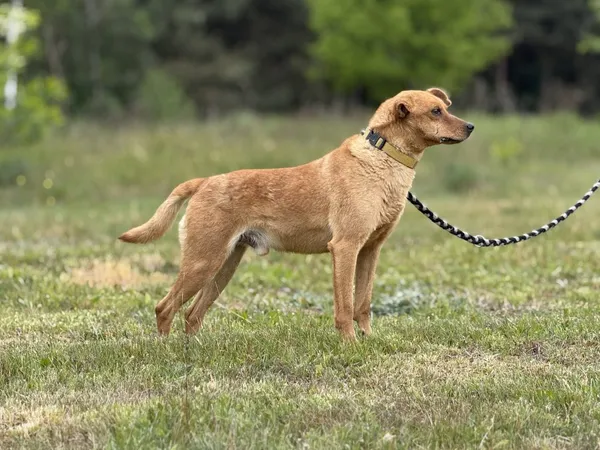 Pies do adopcji, Pieczyska, 16 maja 2025 (2/5)