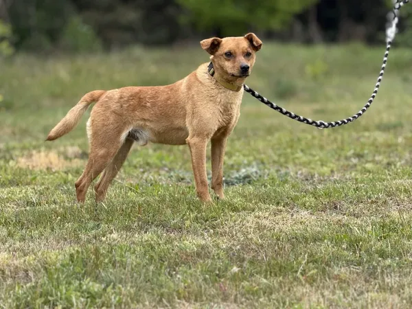 Pies do adopcji, Pieczyska, 16 maja 2025 (3/5)