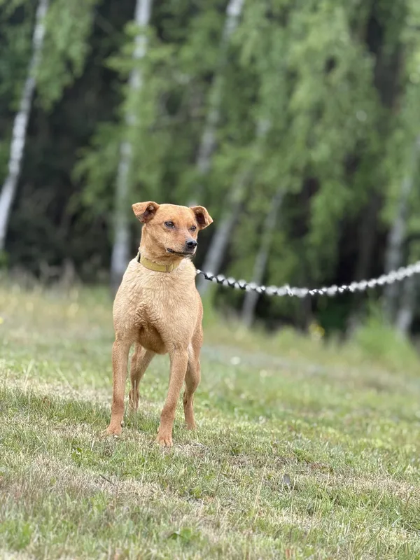 Pies do adopcji, Pieczyska, 16 maja 2025 (4/5)