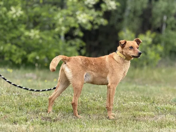 Pies do adopcji, Pieczyska, 16 maja 2025 (5/5)