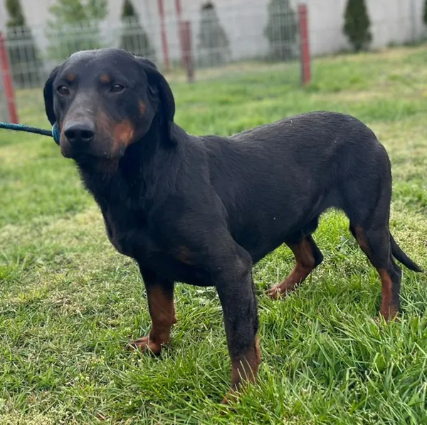 Pies do adopcji, Pieczyska, 16 maja 2025 (2/3)