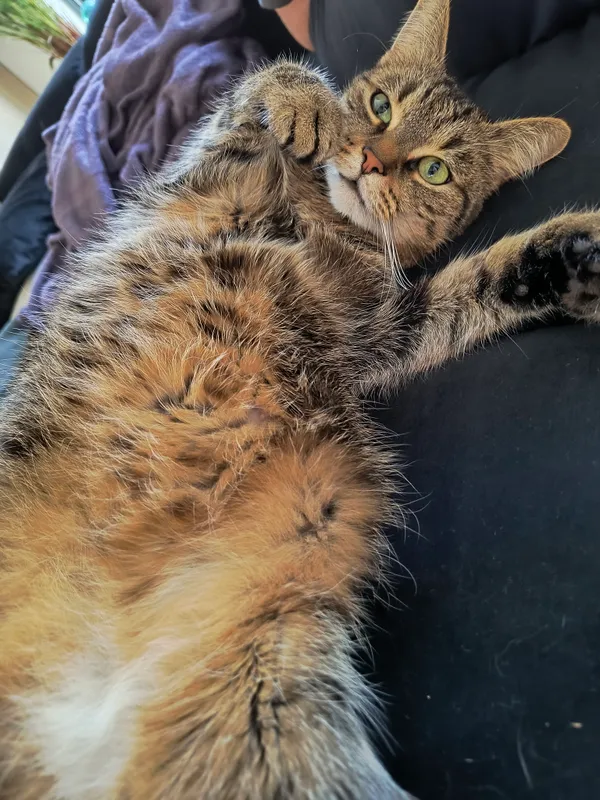 Zaginął kot, Poznań, Osiedle Kwiatowe, 17 maja 2025 (2/2)