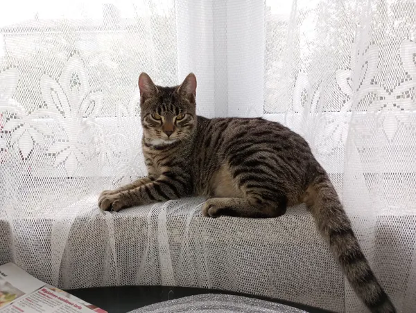 Zaginął kot, Białystok, Jaroszówka, 17 maja 2025 (3/4)