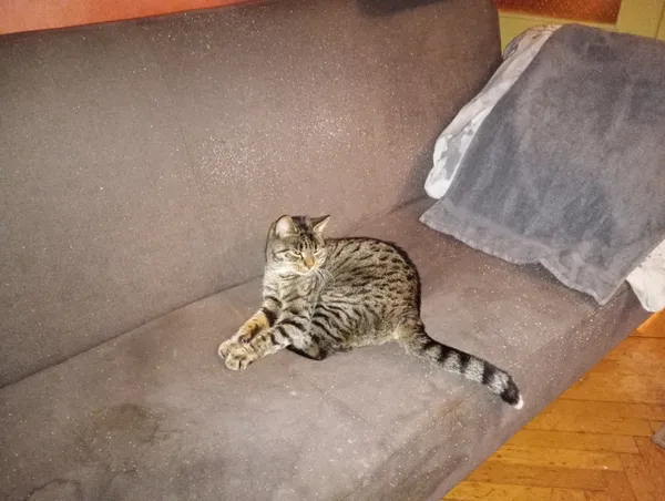 Zaginął kot, Białystok, Jaroszówka, 17 maja 2025 (4/4)