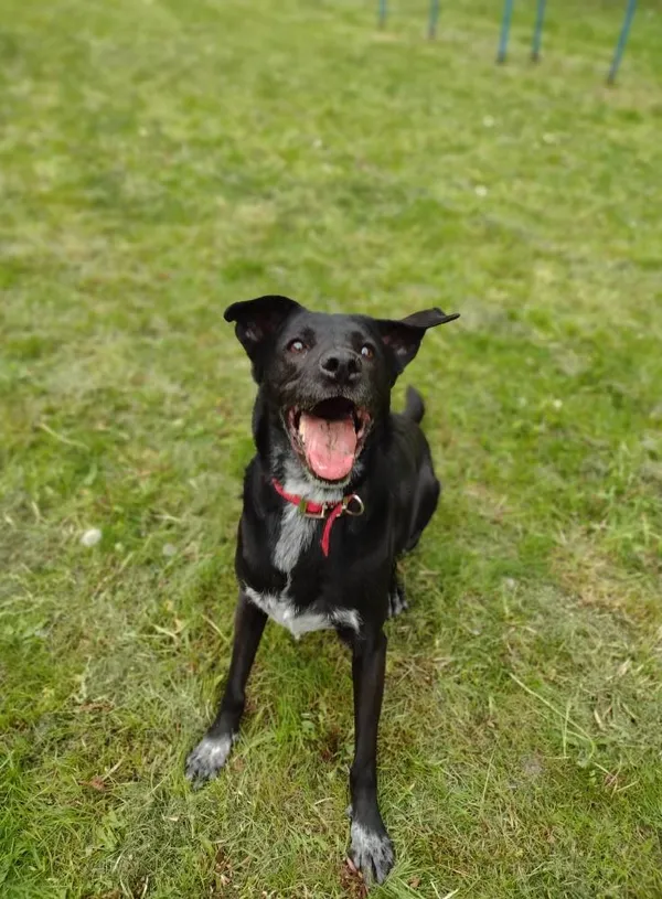 Pies do adopcji, Tychy, 24 kwietnia 2025