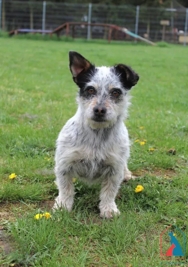 Pies do adopcji, Grudziądz, 22 kwietnia 2025