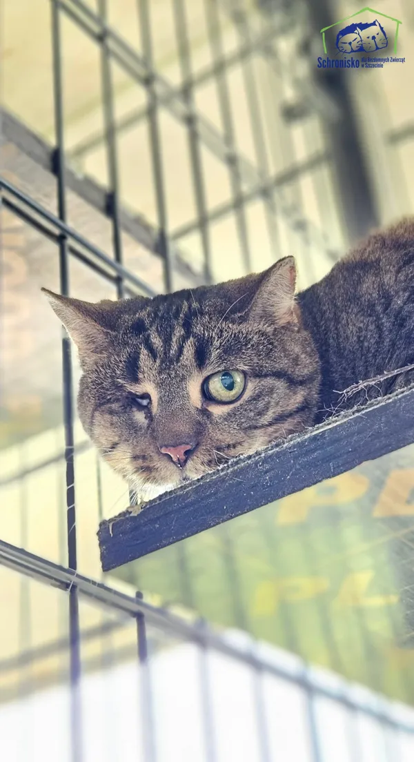 Kot do adopcji, Szczecin, 27 marca 2025