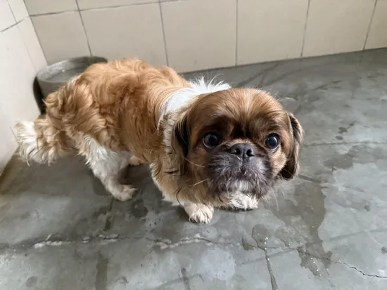 Pies do adopcji, Kraków, 2 maja 2025